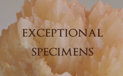 Exceptional Specimen Collection